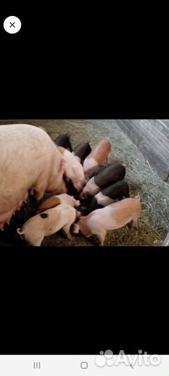 Поросята ландрас дюрок