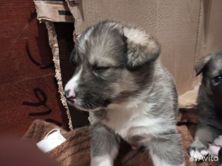 Щенки сибирской хаски