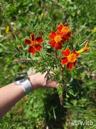 Бархатцы тонколистные, прямостоячие, астры