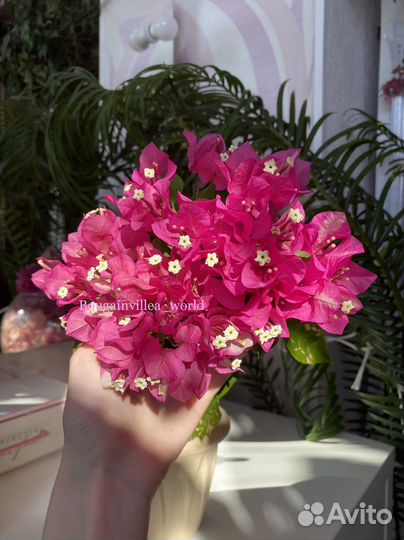 Бугенвиллия