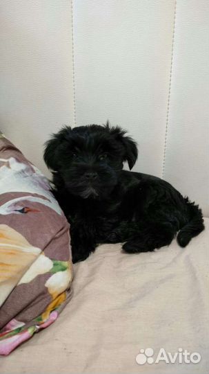 Йоркширский терьер