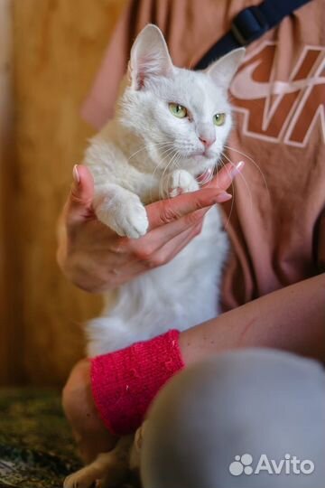 Заберите кошку домой