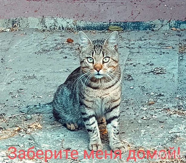 Котя в добрые руки