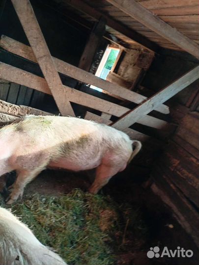 Поросенок ландрас