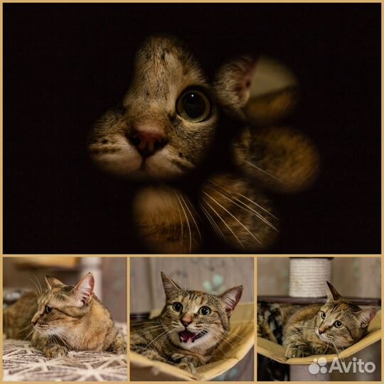 Фотограф анималист