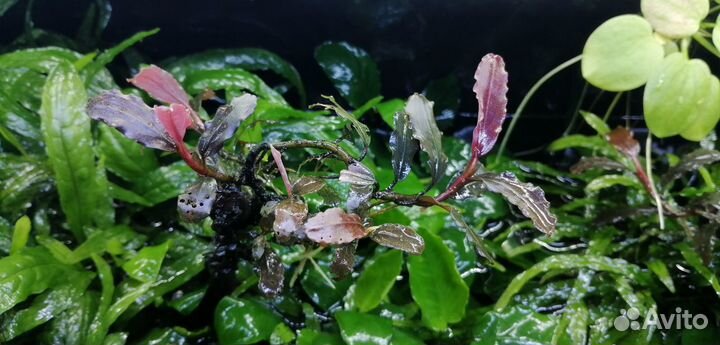 Растения для аквариума