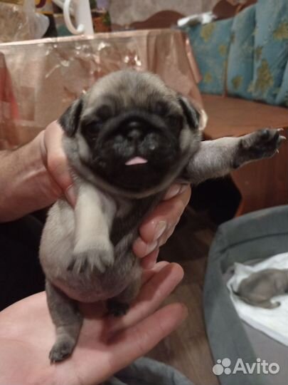 Щенки мопса