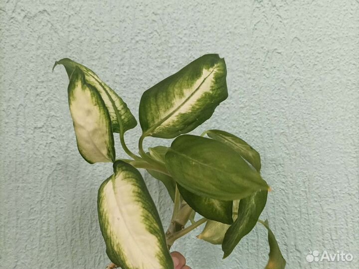 Дифенбахия,традисканция и еще