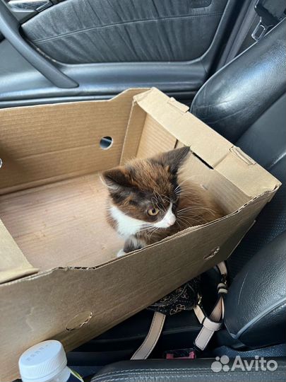 Маленький котик