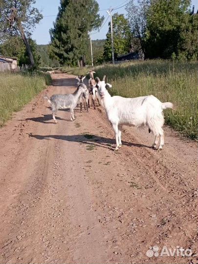 Нубийские козы