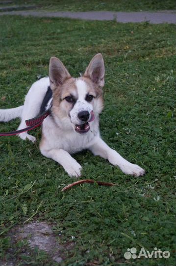 Щенок подросток собака в добрые руки