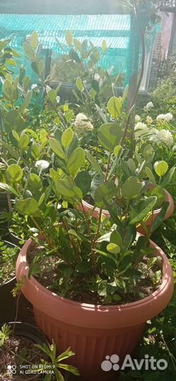 Саженцы фейхоа