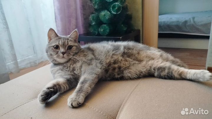 Отдам в добрые руки кошечку
