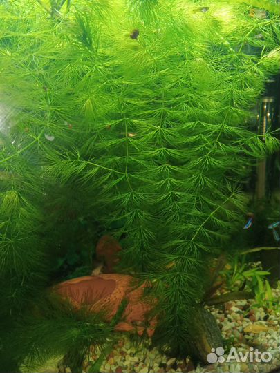 Роголистник, прополка