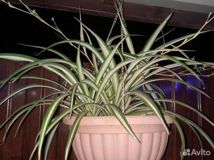 Хлорофитум