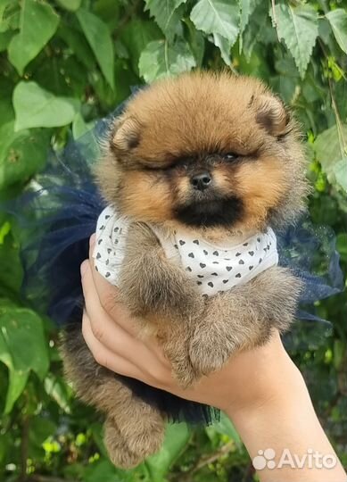 Померанский шпиц мини