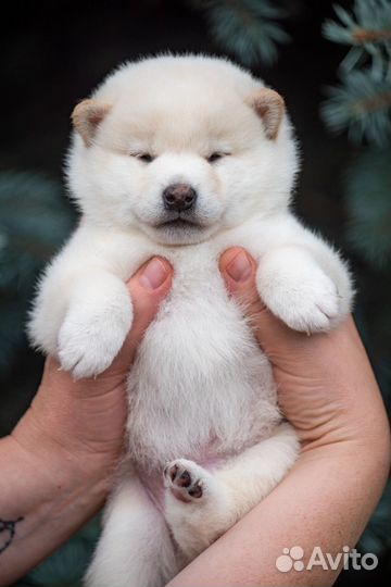Сиба ину белый медвежонок