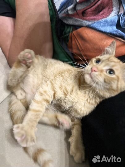 Котенок рыжий