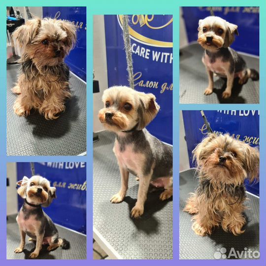 Грумер.Стрижка кошек и собак