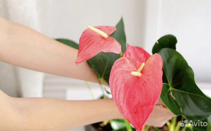 Антуриум Эмма