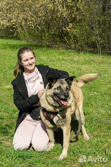Добрая собака Стив в добрые руки