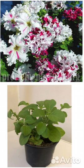 Рассада петунии