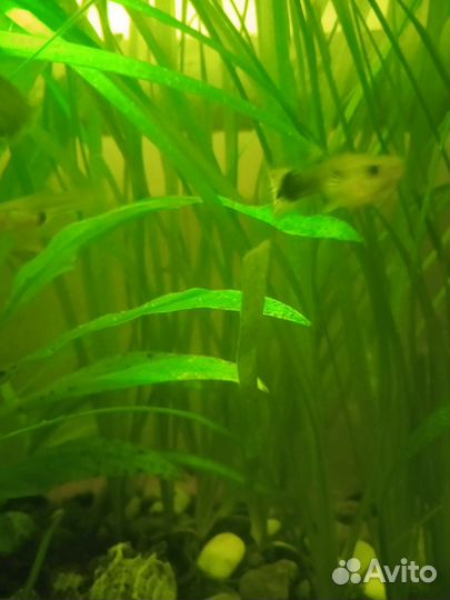 Рыбки гуппи