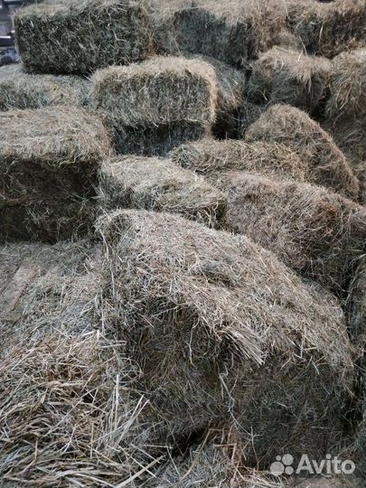 Сено в квадратных тюках