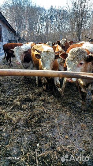 Бычки на дорошивание