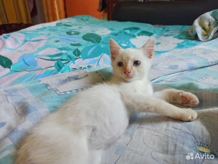 Котенок мальчик бесплатно