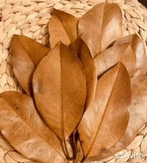 Листья магнолии