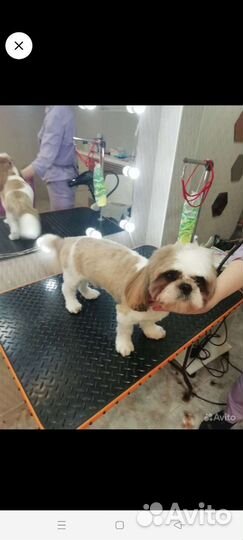 Стрижка кошек и собак грумер