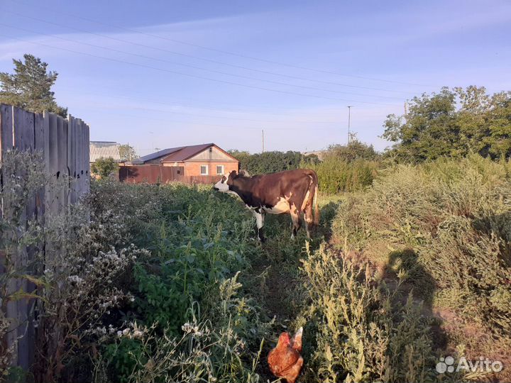 Корова дойная