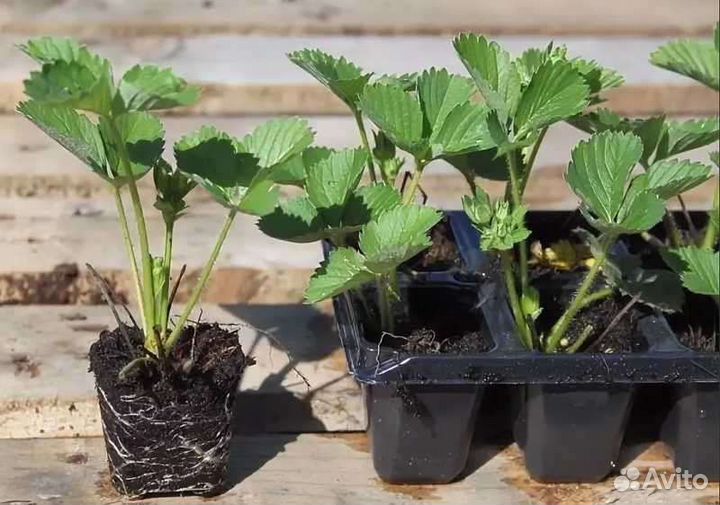 Рассада клубники