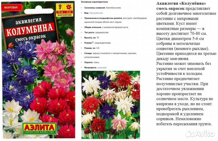 Аквилегия - рассада