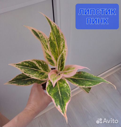 Аглаонемы-сортовые