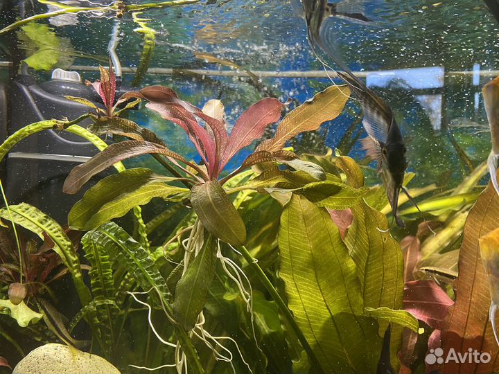 Аквариумное растение