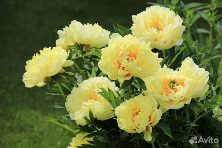 Пион Бартзелла