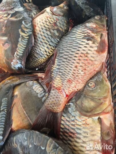 Свежая рыба карп