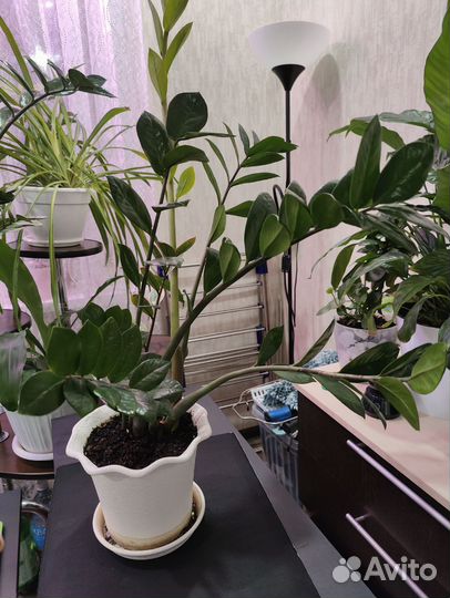 Комнатные цветы