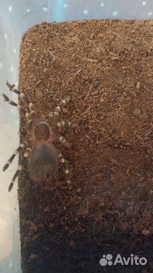 Паук птицеед