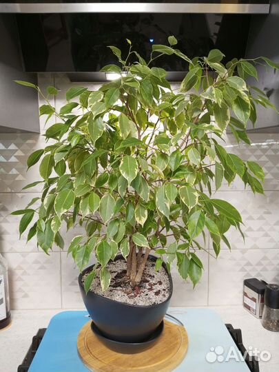 Фикус бенджамина