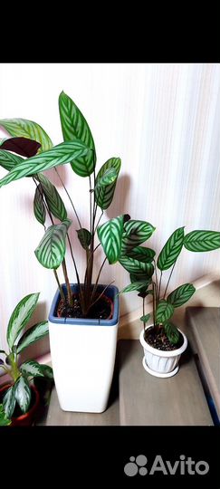 Ктенанта оппенгейма