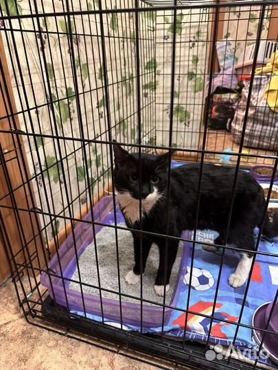 Феликс сидел у магазина