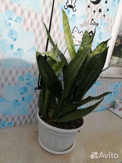 Сансевиерия