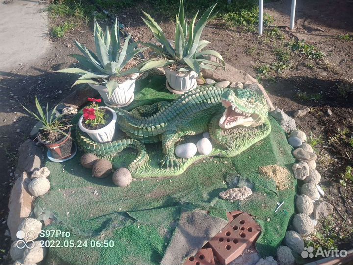 Агава голубая