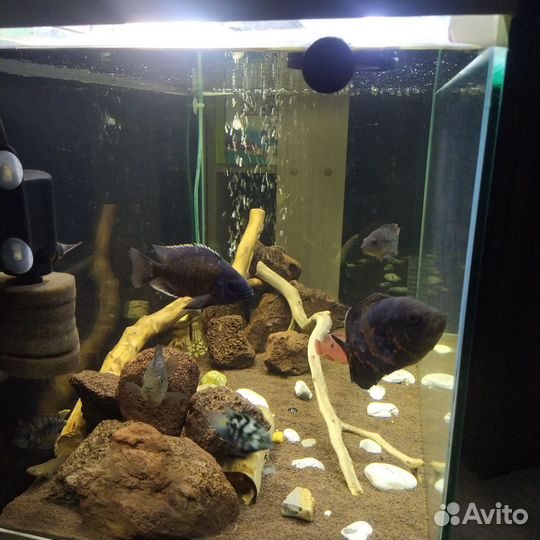 Аквариум