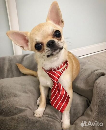 Галстук для собак/кошек