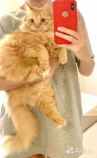 Кот сметанкин