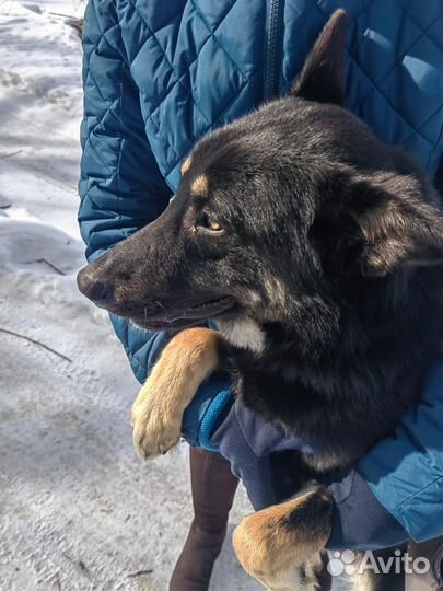 Собака в добрые руки